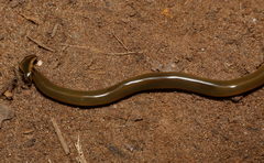 Diversibipalium indicum