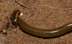 Diversibipalium indicum
