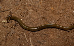 Diversibipalium indicum