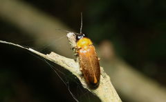 Luciolinae