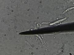 Dinemasporium