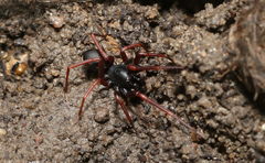 Oedignatha
