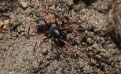 Oedignatha