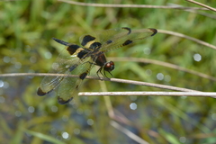 Rhyothemis phyllis apicalis