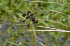 Rhyothemis phyllis apicalis