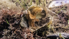 Uniophora