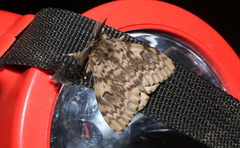 Lymantria incerta
