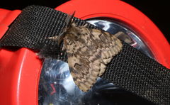 Lymantria incerta