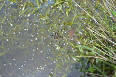 Rhyothemis phyllis apicalis