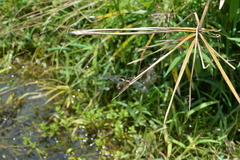 Rhyothemis phyllis apicalis
