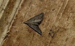 Diplopseustis