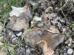 Lactarius argillaceifolius megacarpus