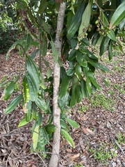 Cinnamomum kotoense