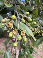 Cinnamomum kotoense