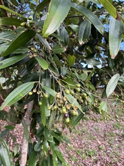Cinnamomum kotoense
