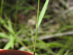 Setaria distans
