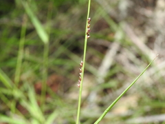 Setaria distans