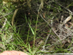 Setaria distans