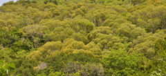 Acacia spirorbis
