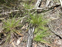 Setaria albovillosa
