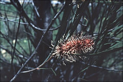 Hakea francisiana