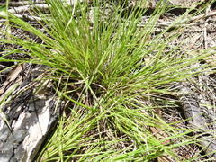 Setaria albovillosa