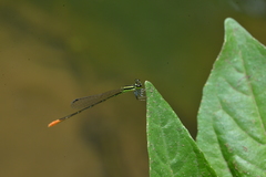 Agriocnemis exsudans