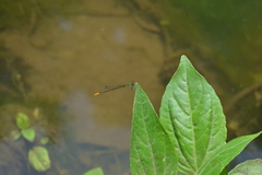 Agriocnemis exsudans