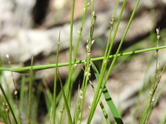 Setaria albovillosa