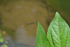 Agriocnemis exsudans