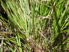Setaria albovillosa