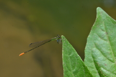 Agriocnemis exsudans
