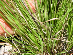 Setaria albovillosa