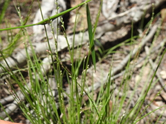 Setaria albovillosa