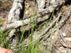 Setaria albovillosa