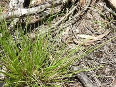 Setaria albovillosa