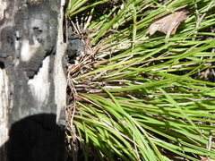 Setaria albovillosa