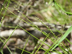 Setaria albovillosa
