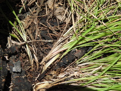 Setaria albovillosa