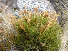 Aciphylla montana