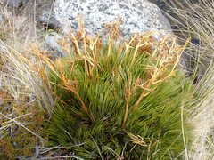 Aciphylla montana