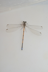 Eoargiolestes ochraceus