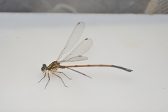 Eoargiolestes ochraceus