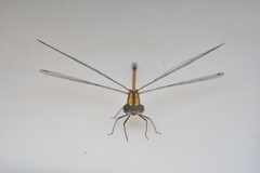Eoargiolestes ochraceus