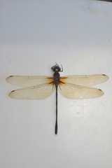 Synthemis flexicauda