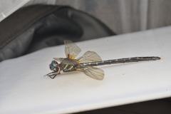 Synthemis flexicauda