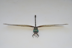 Synthemis flexicauda