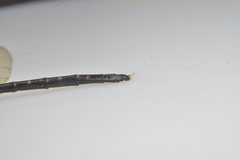 Synthemis flexicauda