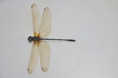 Synthemis flexicauda