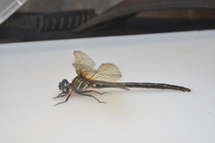 Synthemis flexicauda